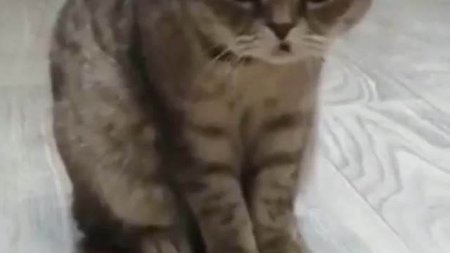 Funniest cats compilation