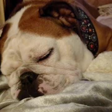 Bulldog snores