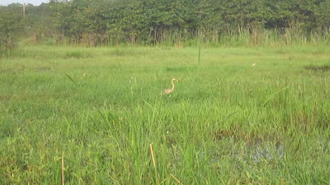 Purple Heron