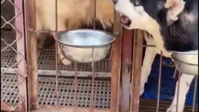 Funny Dog Eat The Food #Short.mp4