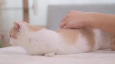 Give the cat a massage and it seems to enjoy it