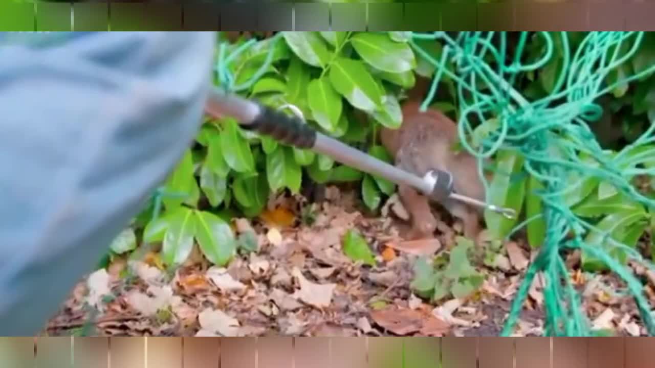 rescue fox tangled in garden netting! - rescue animals.🐺