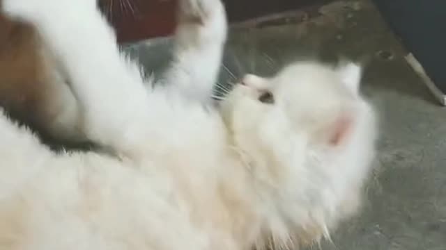 cat romantic fanny video