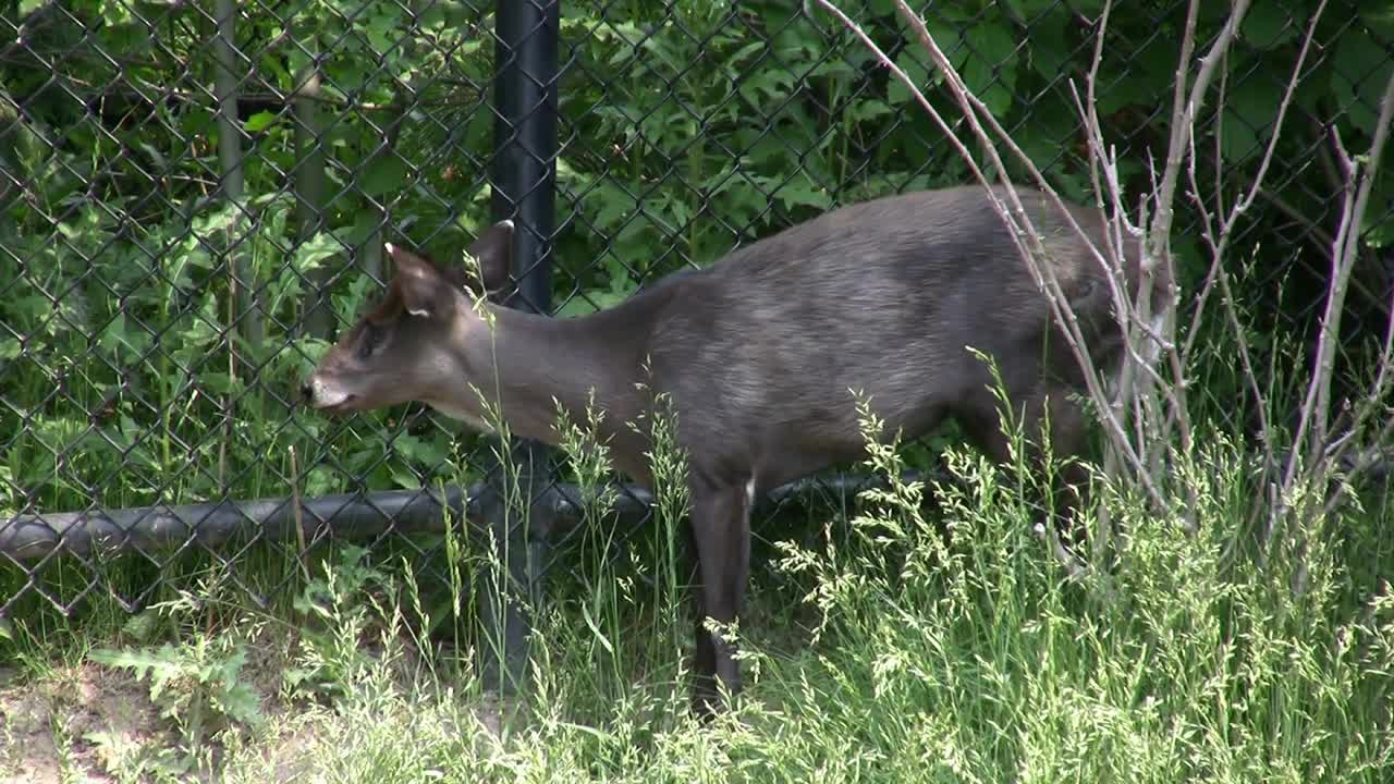 Miniature Deer Standing Next to Fence