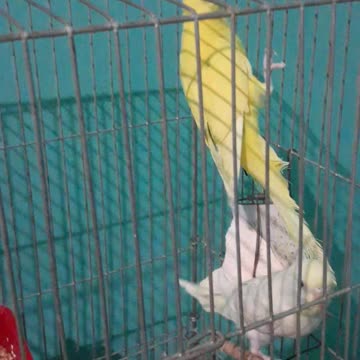 # Of the most beautiful birds that I bought # Bird lovers #