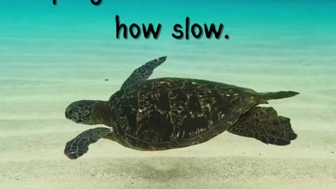 Encourage Every Step: The Power of Progress
