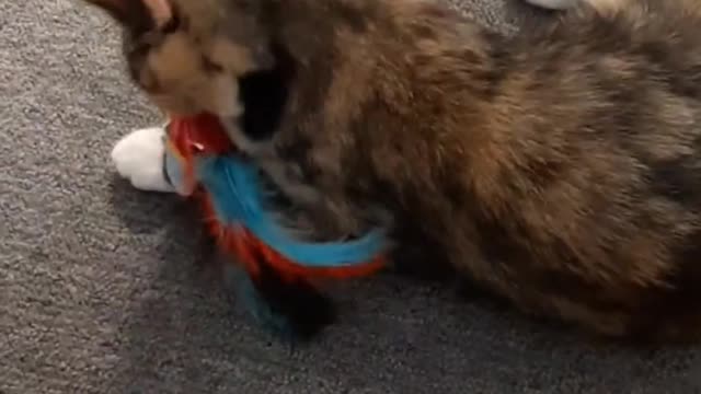 Cute cat playing with a toy