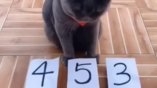 Smart cat 🐈 intelligent video