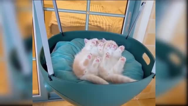 Funny And cute cat video short clips