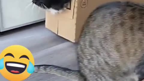 Cat in box