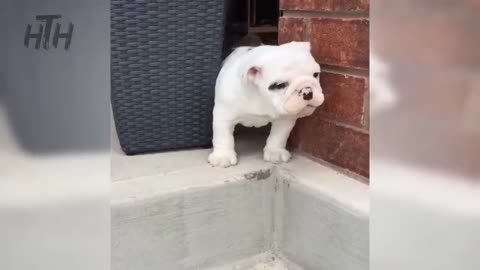 A lot of cute bulldogs