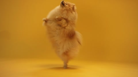 Dogs video fanny dog video A Pomeranian Reaching for a Treat