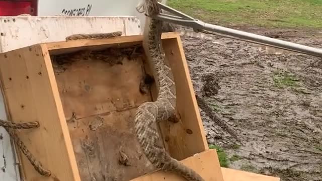 Transporting Large Rattlesnakes