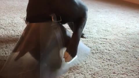 Pitbull on carpet hates plastic cone