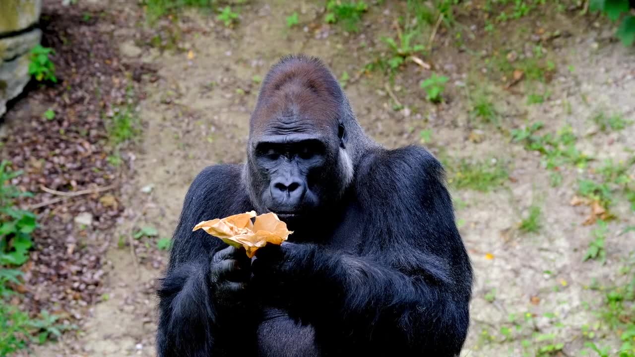 Gorilla eating a sandwich