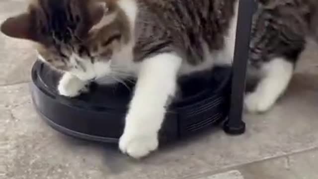 A Cat Try to Hold a Moving Device Down | This is ridiculous