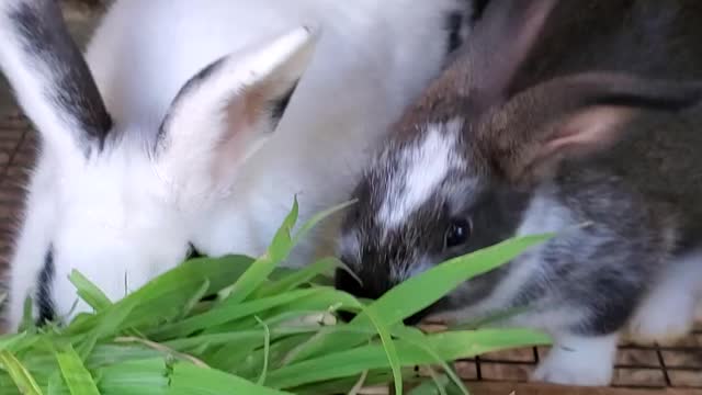 Mama Rabbit eating with baby rabbit