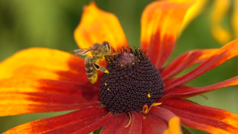 Macro super slow motion shot of bee crawling on yellow flower and flying away