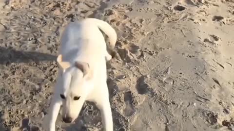 Cat & Dogs Funny Video 😂 2022