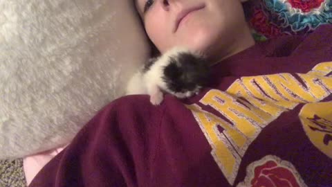 Stuck for Kitten Snuggles