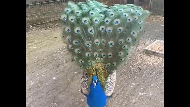 cute animals