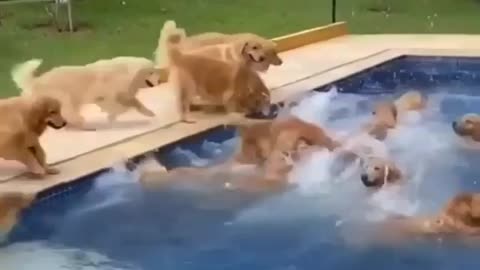 Look at the golden retriever fun pool party