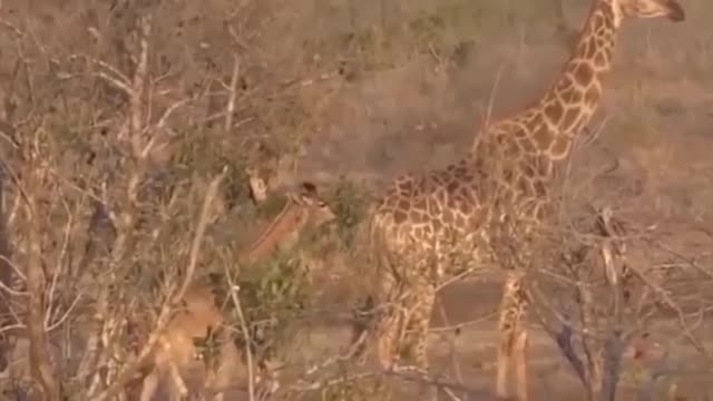 Wildlife Brave Giraffe 🦒 Kick Five Lion To Save Baby - Power Of Lion Tiger