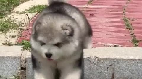 Dog baby need help😅