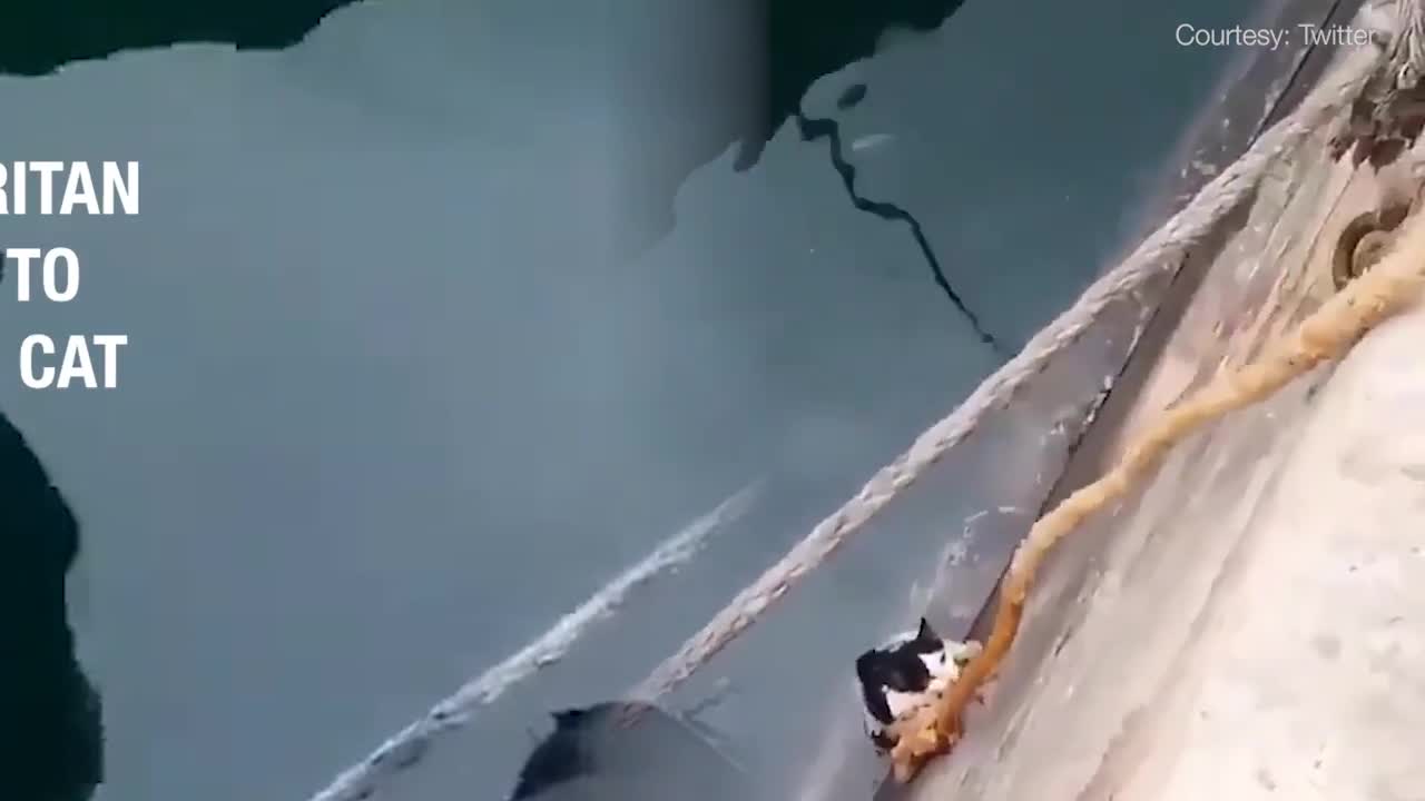 This cat’s rope of hope