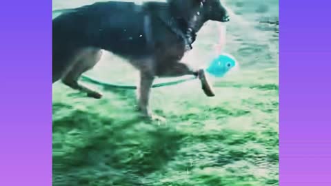 A funny dog with water