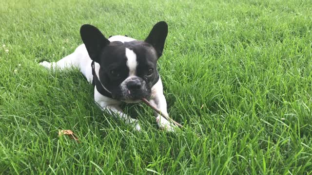 Cute Puppy Loves Eating Funny Things