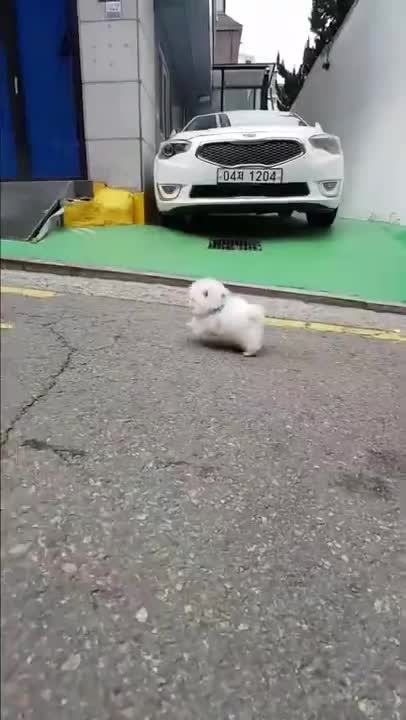 Baby Dogs 🐶 Cute and Funny Dog Videos Puppy Dogs