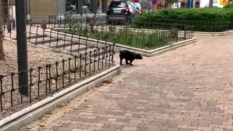 Dog live whit me