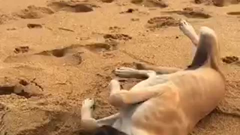 A lonely little puppy in the beach