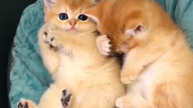 OMG So Cute Cats ♥ Best Funny Cat ❤️🐈Videos 2021 #shorts