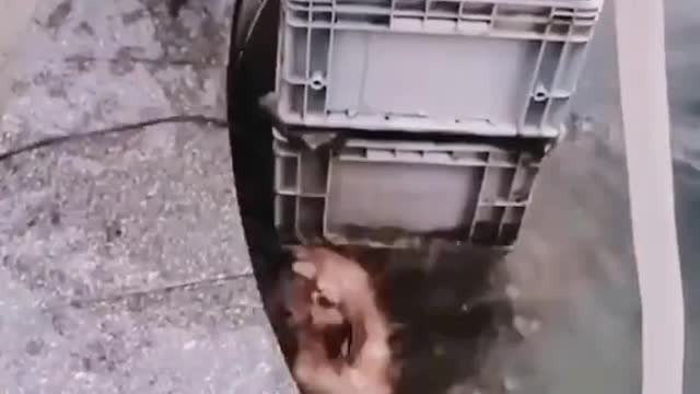 Dogs save cats and make the world full of love
