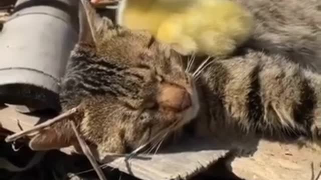 Funny Animals! Cute Animals will make your day. Compilation of Funny and Interesting Videos.