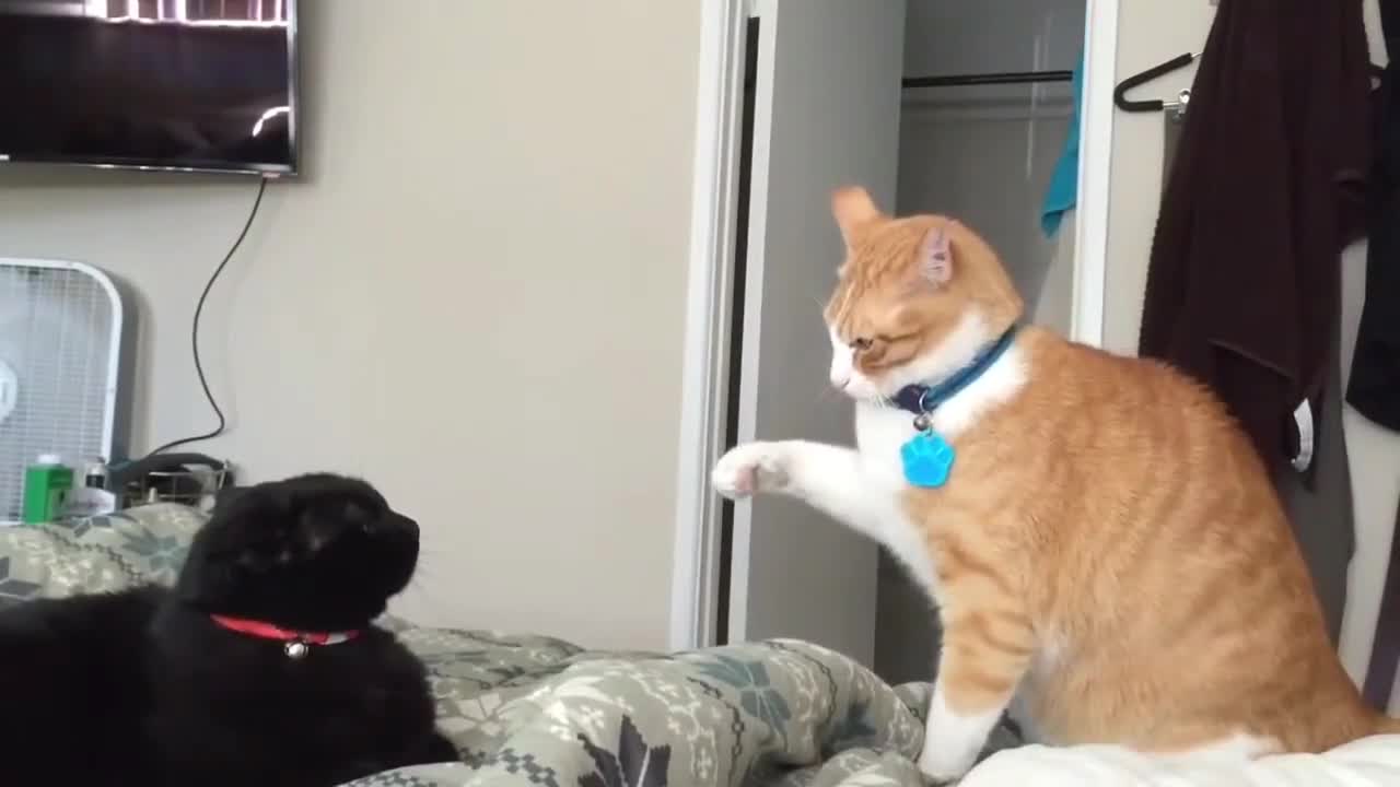 Worlds fastest cat slaps in slow motion!! You must see!!