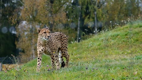 Spotted Cheetah Walking