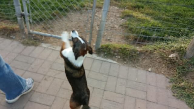 Scrat arrives to Dog Park