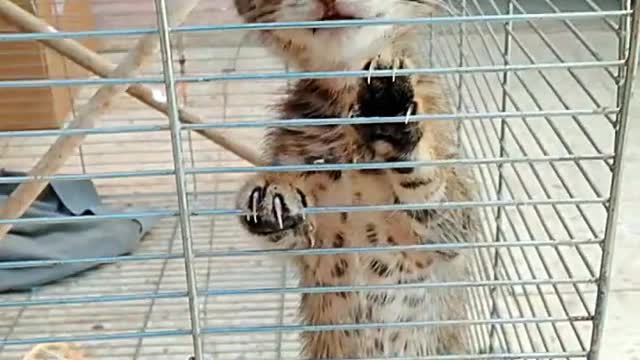 A baby leopard has been caught.