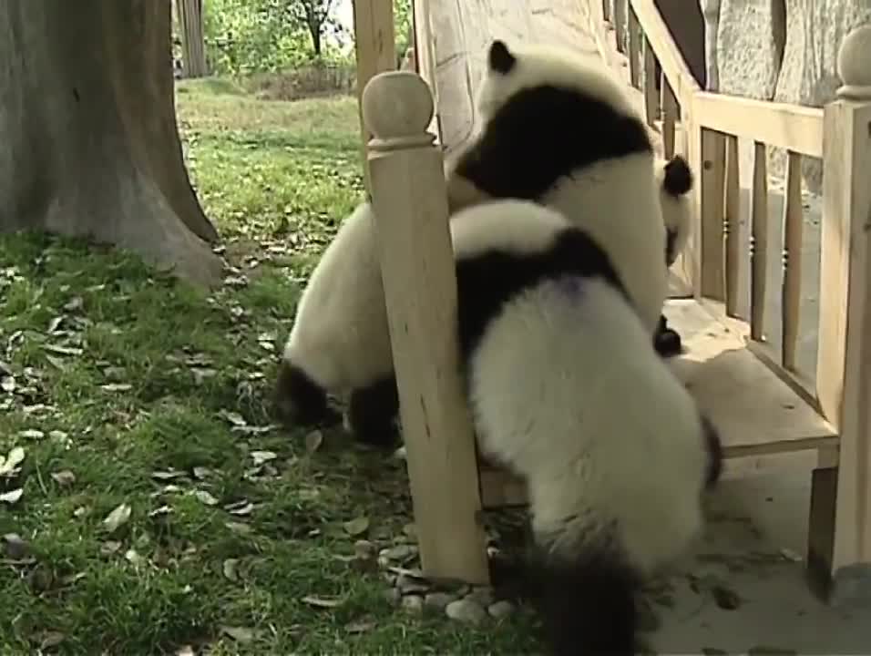 Pandas playing on slides