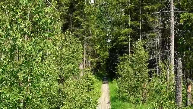 Excellent trail in forest.