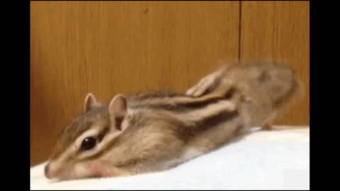 Gif video of lazy squirrel