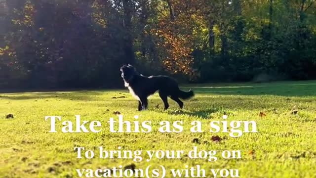 Take this as asignTo bring your dog on vacation(s) with you