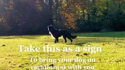 Take this as asignTo bring your dog on vacation(s) with you