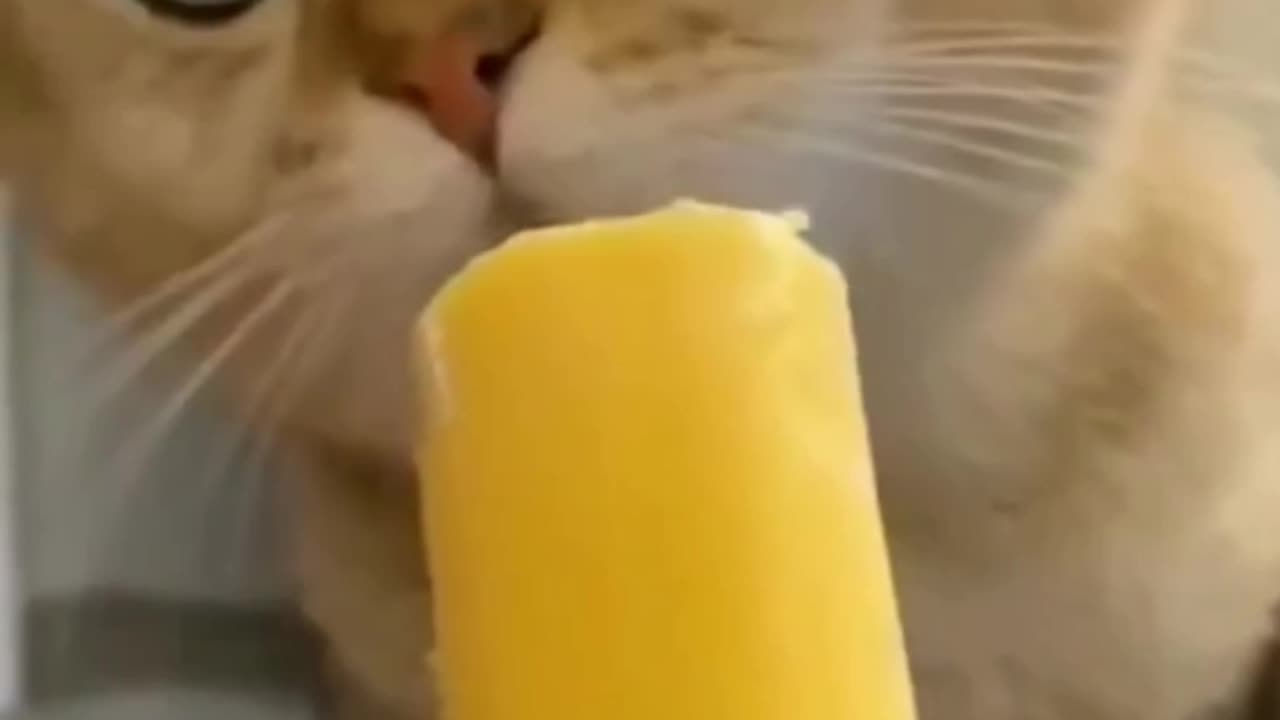 Fynny cats