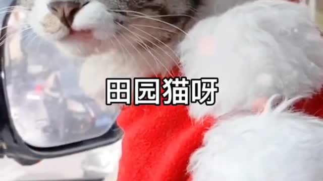 Funny Pet 2021 It's time to LAUGH with Dog's lifes16