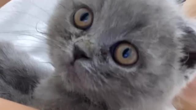 Привет я Greya