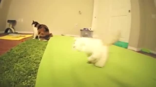 Kitty funny video amizing cute